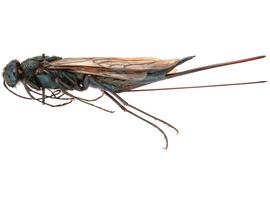   Sirex areolatus  female lateral habitus; photo by H. Goulet, CNC 
